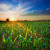 The sun sets over a field of corn.