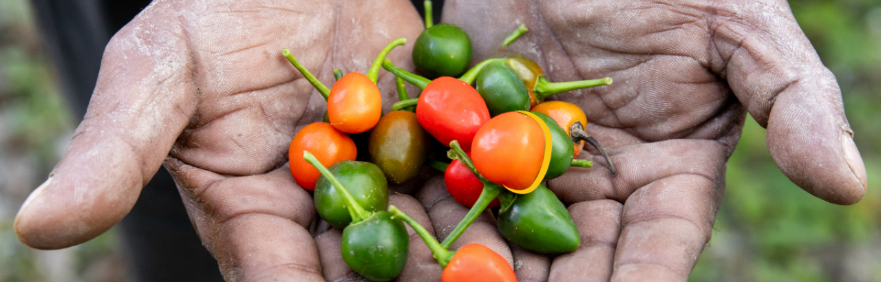 Blog – Image – World Food Day 2024 – Header