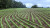 A field of crops in straight rows that have been planted using section control.