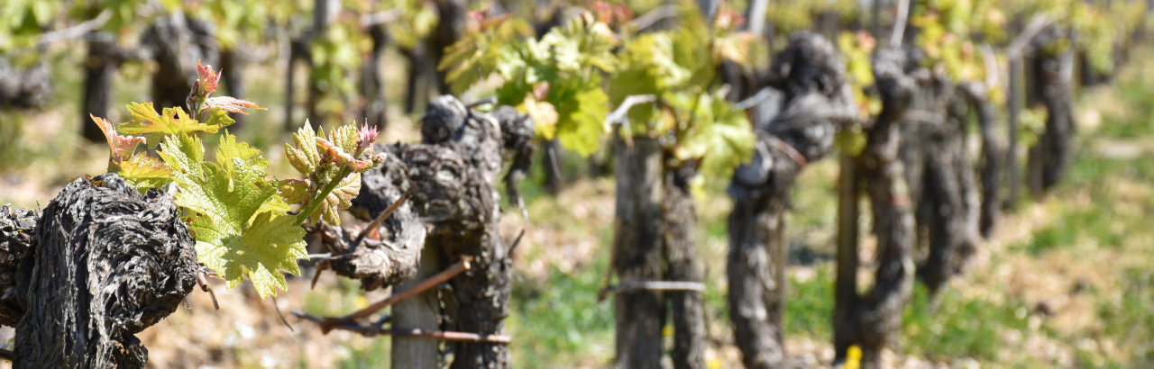 A photo of a vineyard in Europe.