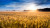 Una foto de un campo de trigo al amanecer.