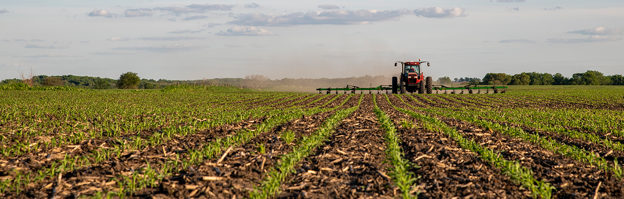 Red tractor in field tilling in between rows