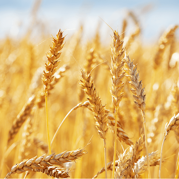 Golden wheat field under the sun