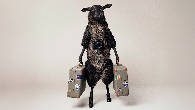 Svart får med kamera runt halsen står upprätt och håller två resväskor med resmålsdekaler mot en neutral bakgrund.