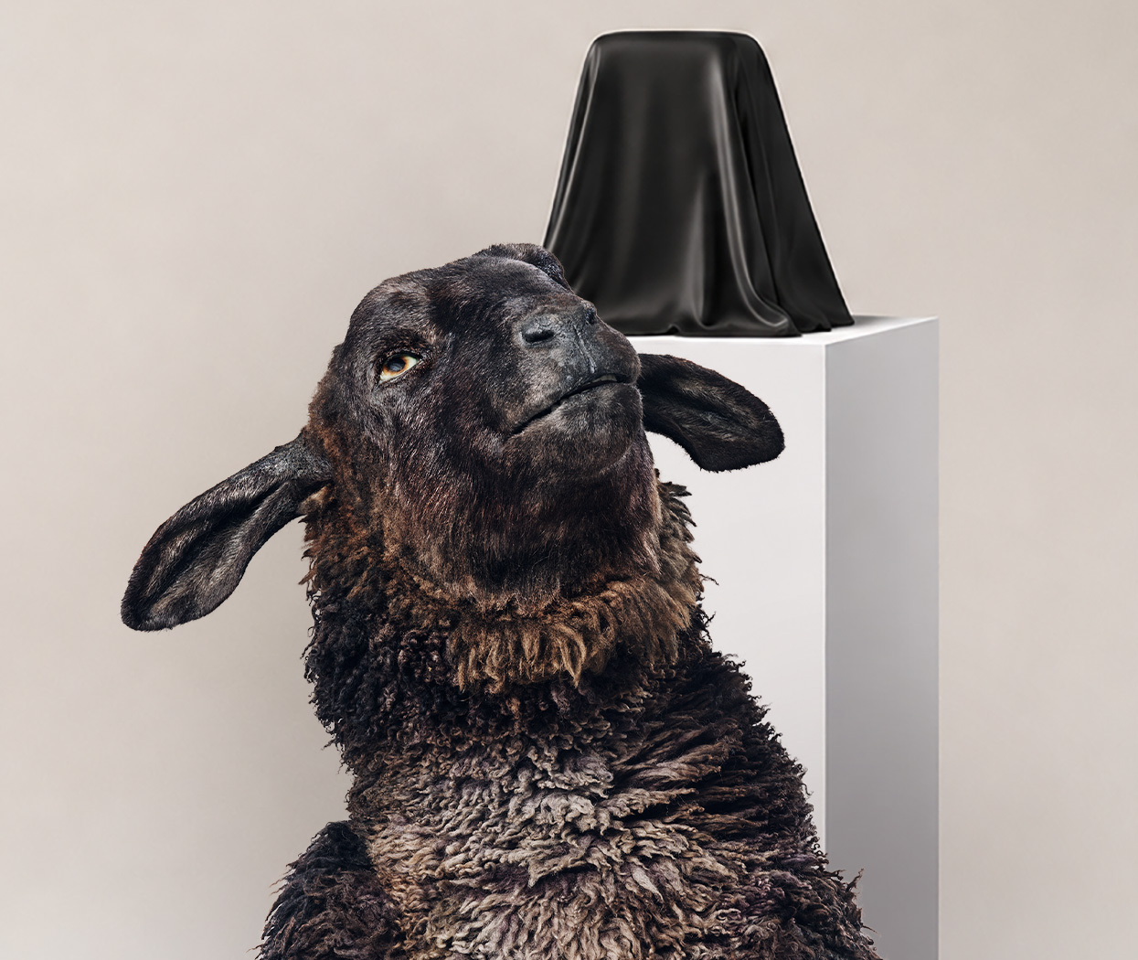 Ett mörkt får med lockig ull blickar uppåt mot ett svart tygövertäckt föremål på en vit piedestal, mot beige bakgrund.
