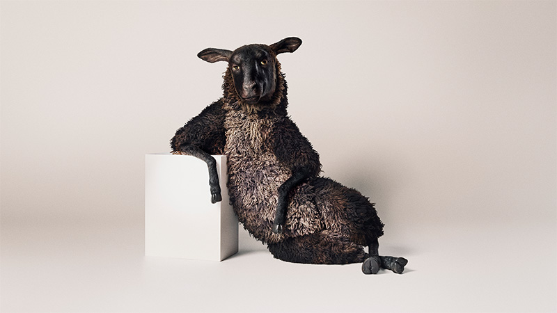 Svarta fåret Frank med lockig ull lutar sig avslappnat mot en vit kub mot neutral beige bakgrund.