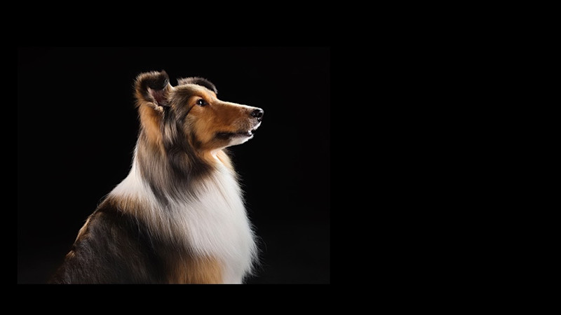 En collie med lång päls i brun, svart och vit färg fotograferad i profil mot svart bakgrund, tittar uppmärksamt åt sidan.