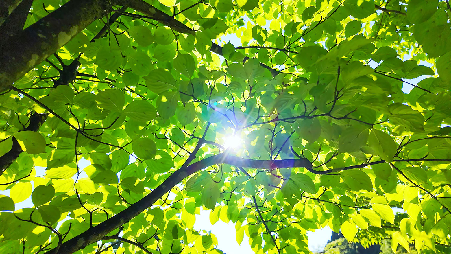 Image > Westlink---5StarGreenStar