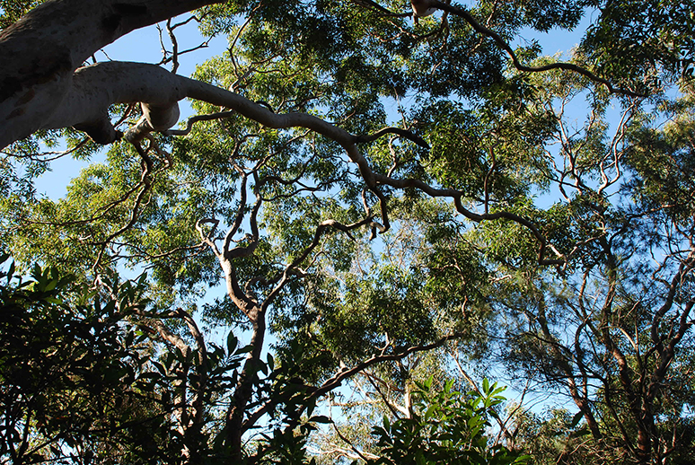 Abundant green spaces