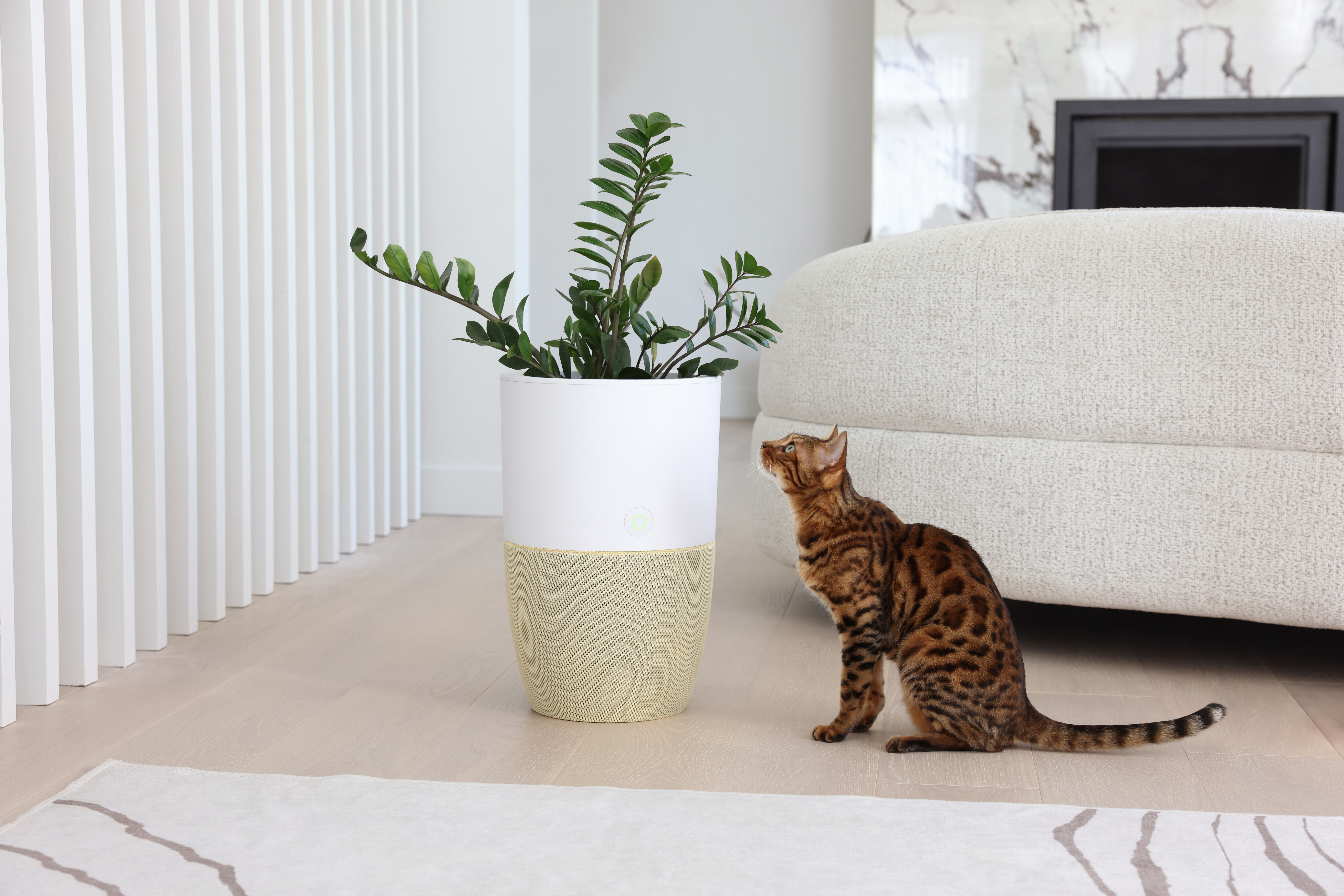 Bloom with cat