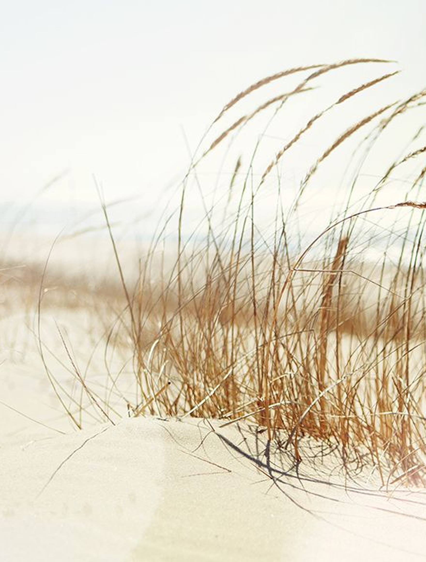 Dry golden-brown dune grass sways in the wind on a white sandy beach beneath a bright, hazy sky.