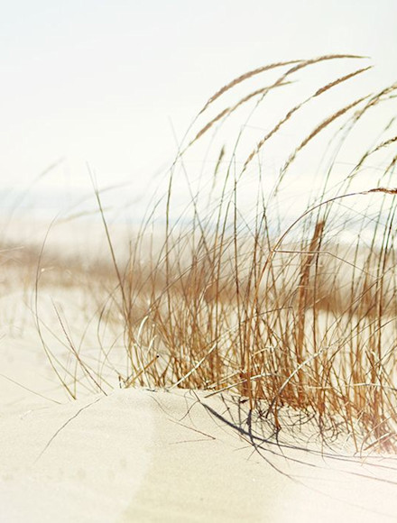 Dry golden-brown dune grass sways in the wind on a white sandy beach beneath a bright, hazy sky.