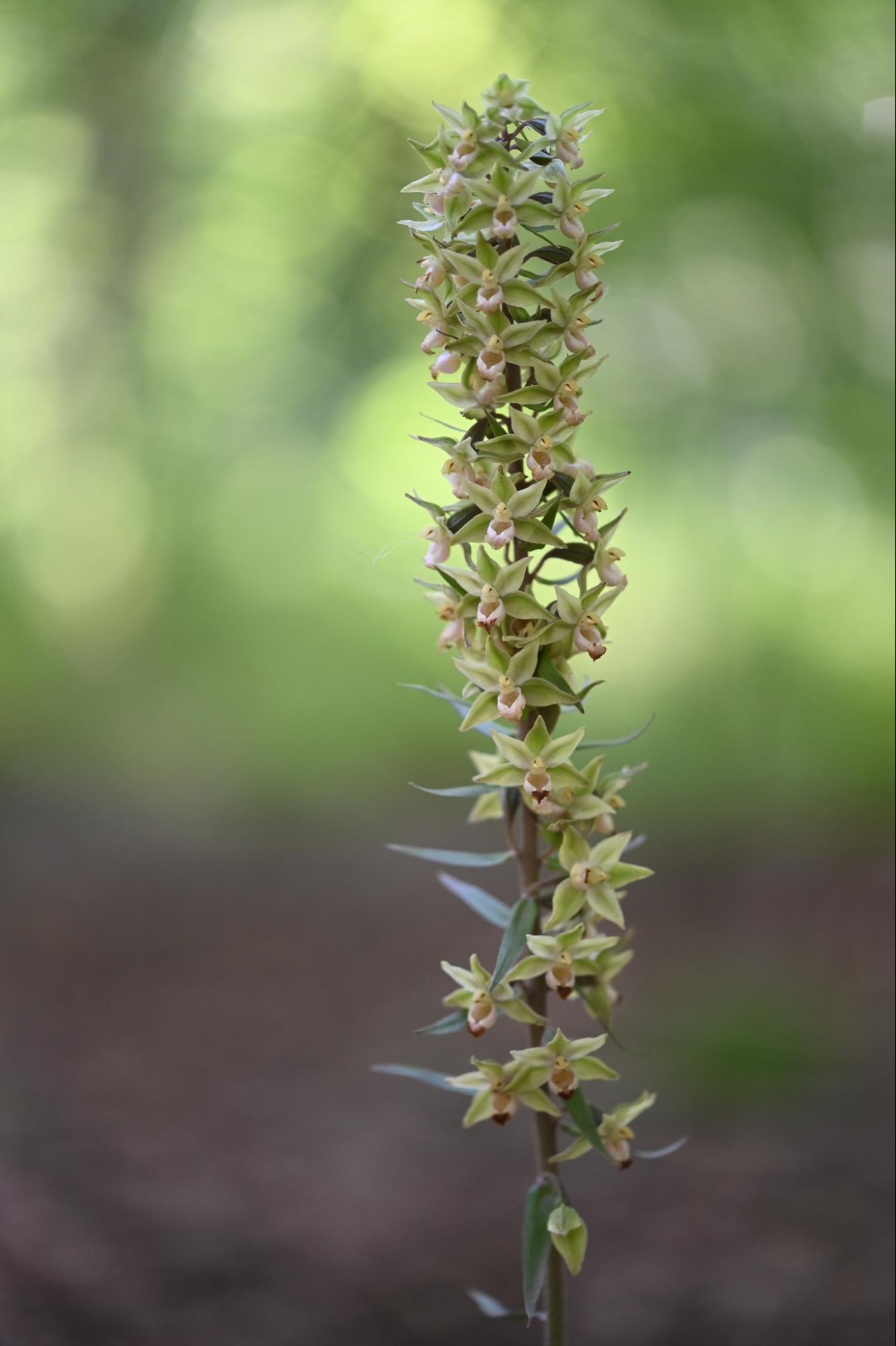 Photo of Violet Helleborine, Savernake Forest, 7th August 2020.