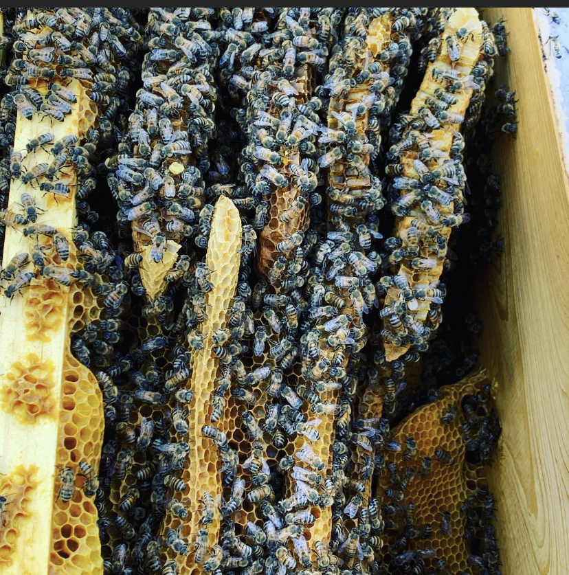 Photo of Liz's bees