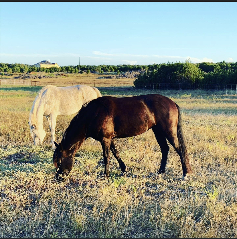 Photo of Liz's horse, Prince