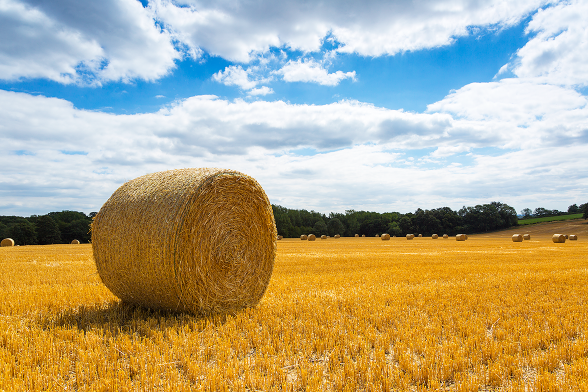 Round haybales scattered across a large field on a sunny day