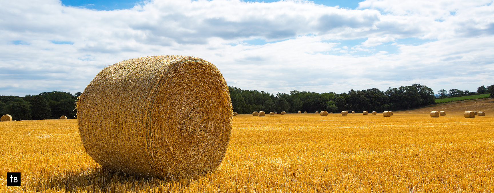 Round haybales scattered across a large field on a sunny day