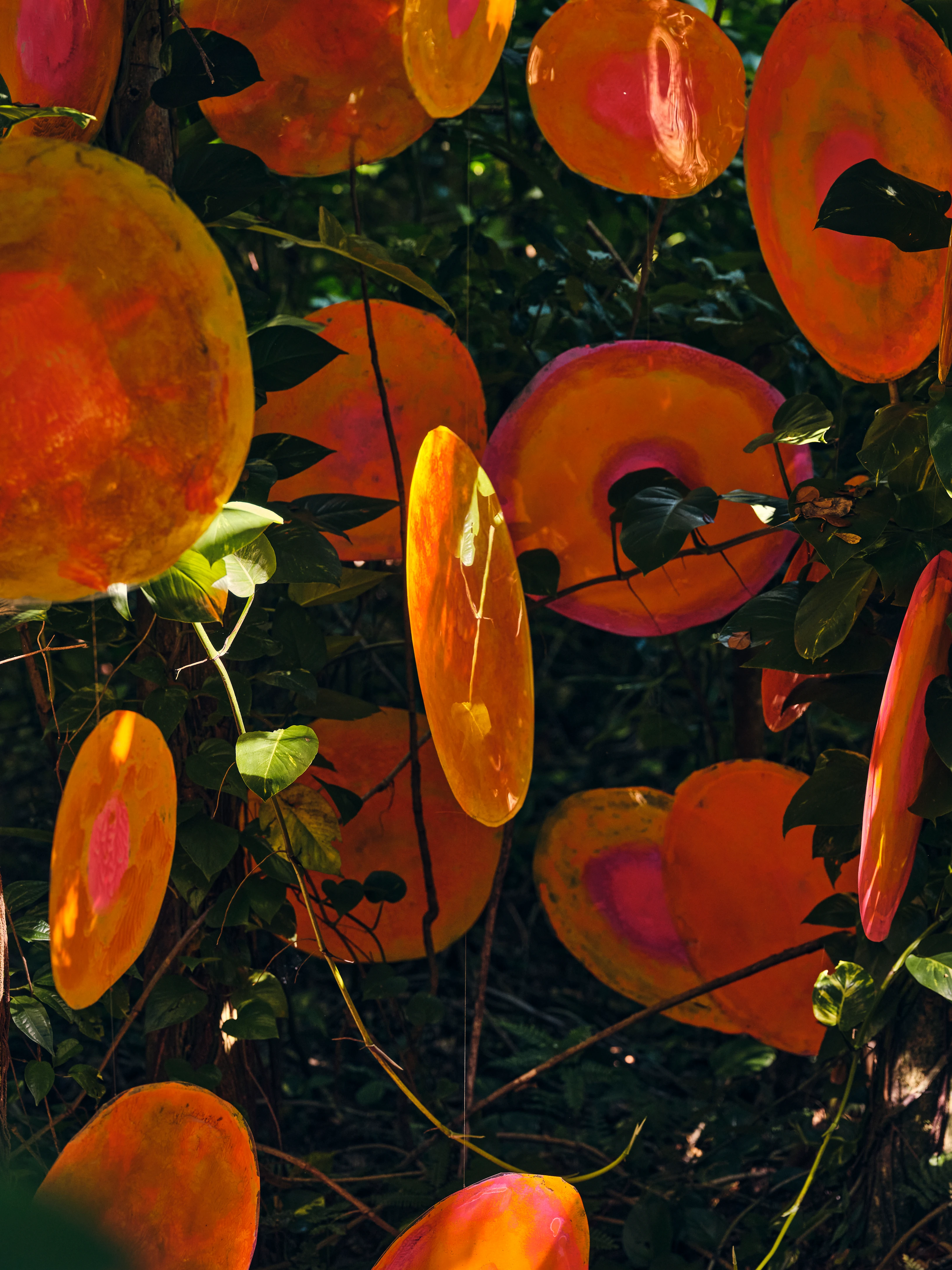 A sculpture made of orange discs hanging from tree branches