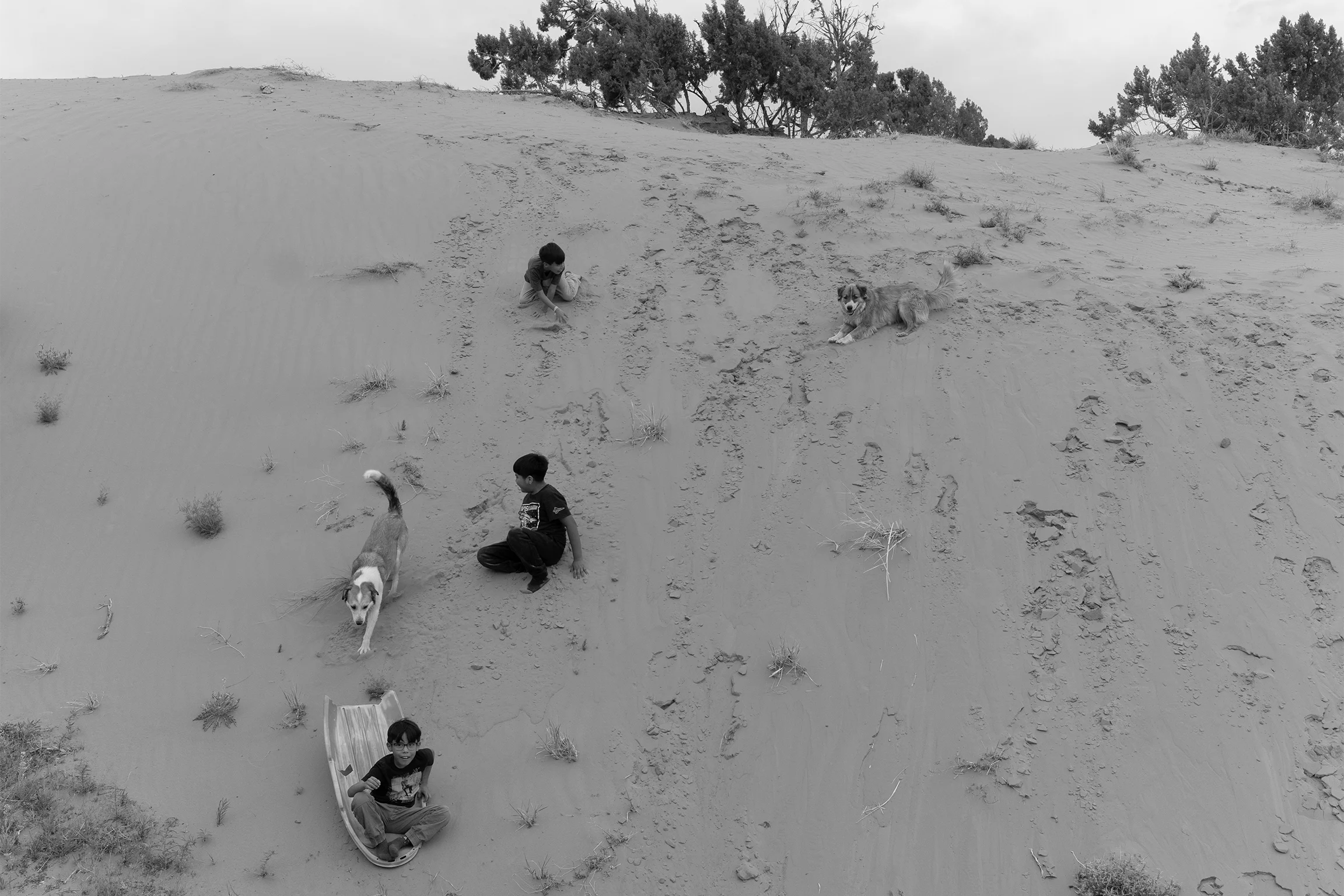 Children and dogs play on a hill of sand