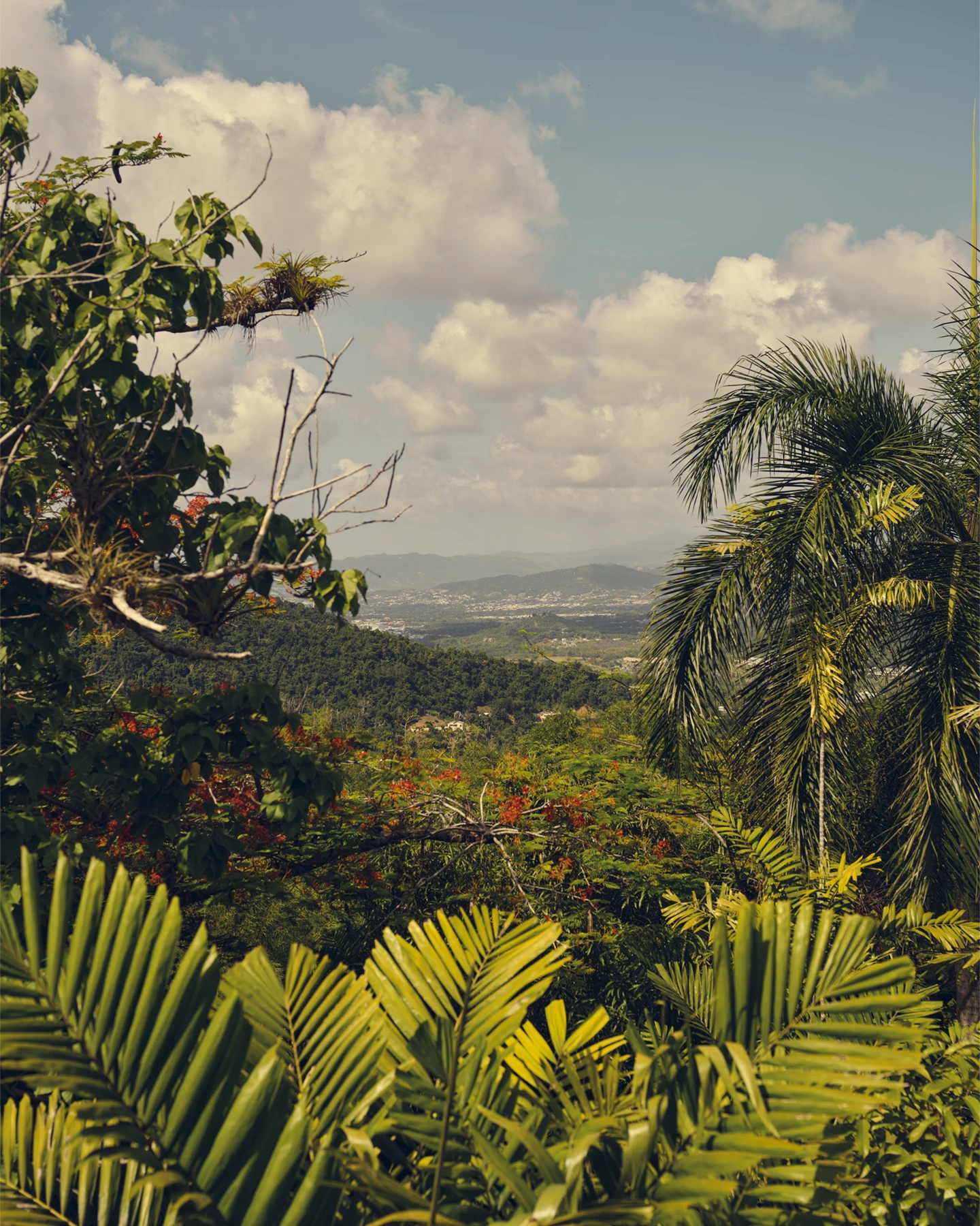 A lush rainforest landscape with greenery and red tropical flowers set among mountains on a bright sunny day