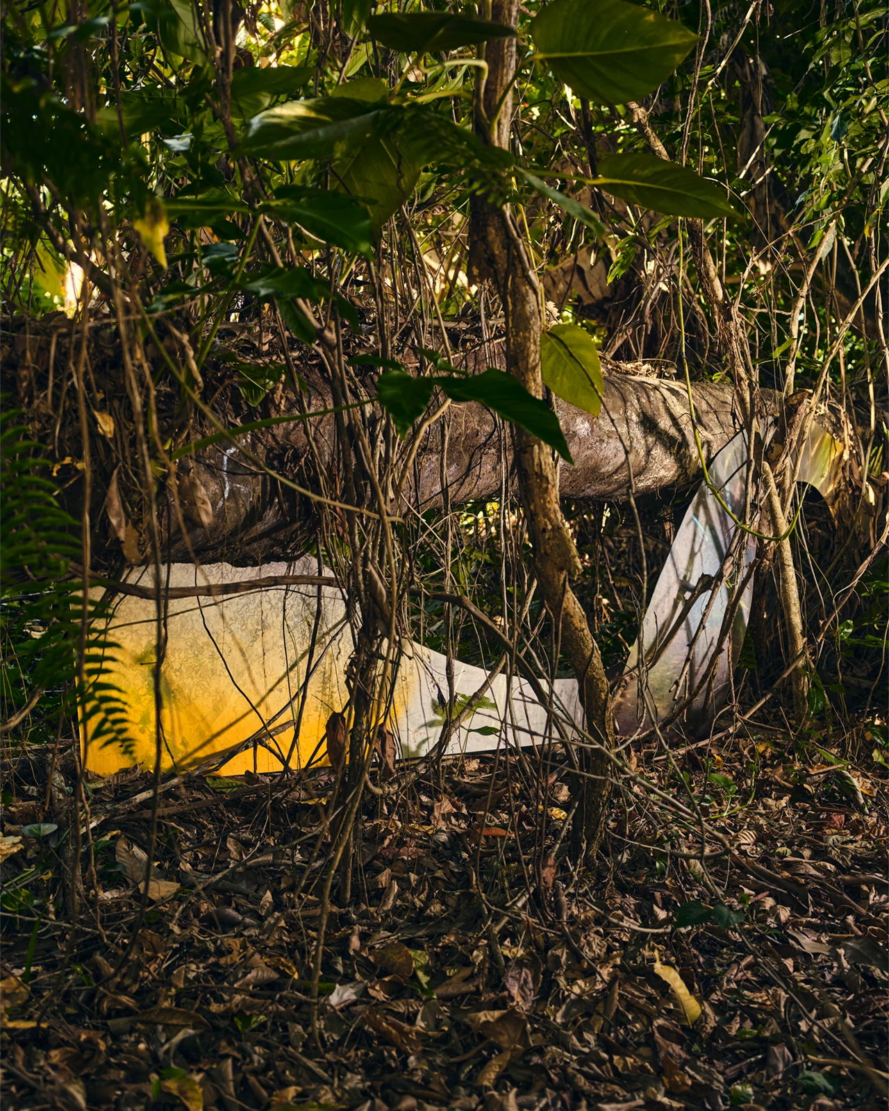 Mellon ElYunque 0117 1280x1600
