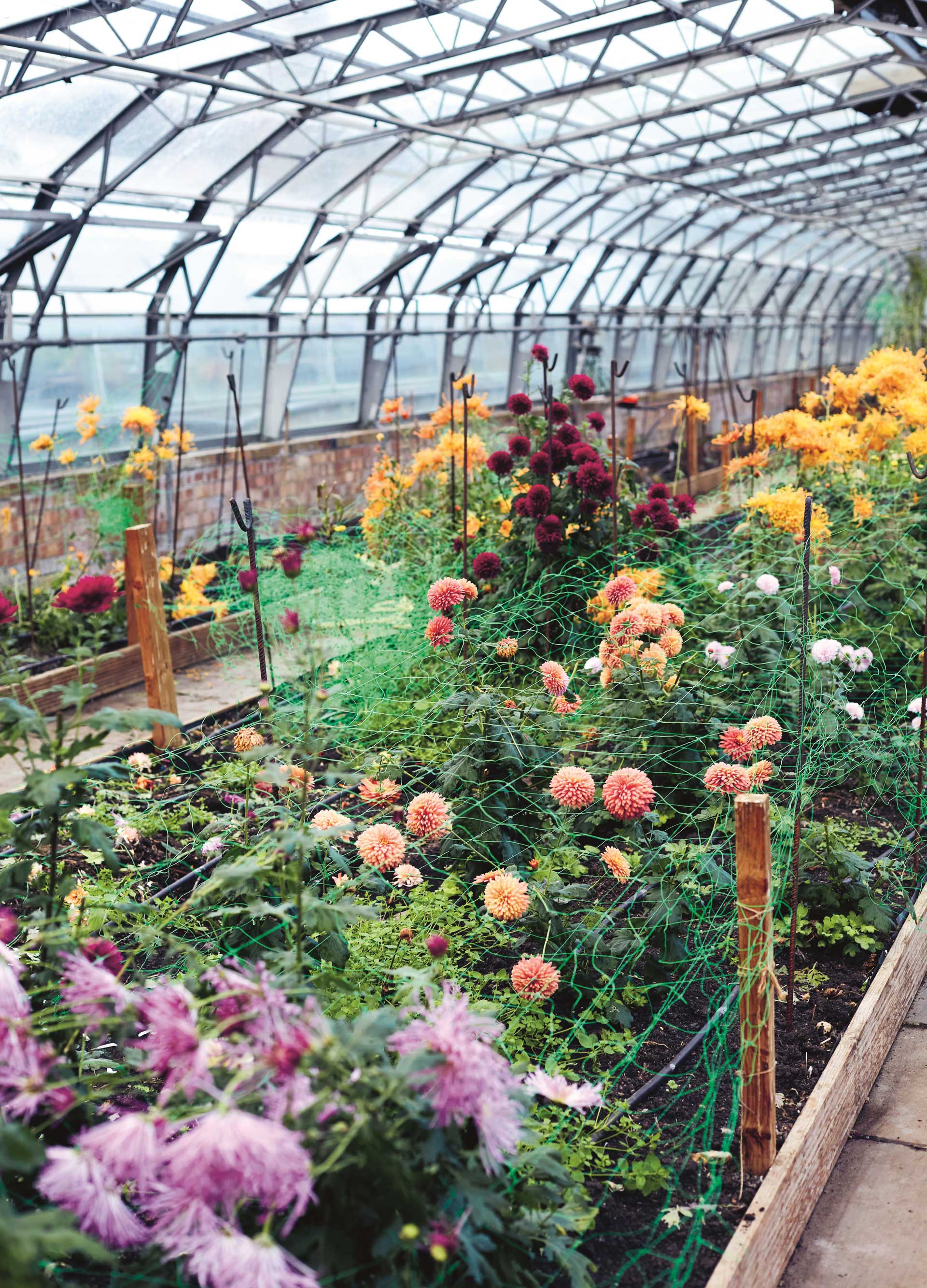 wolves lane flower company