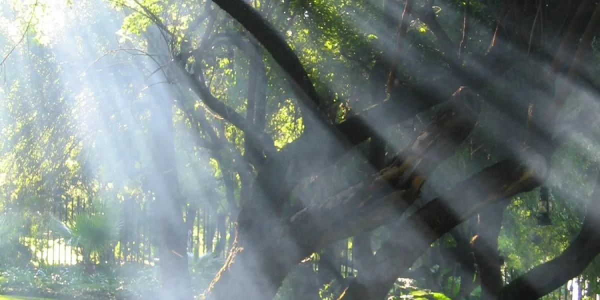 arbor-day