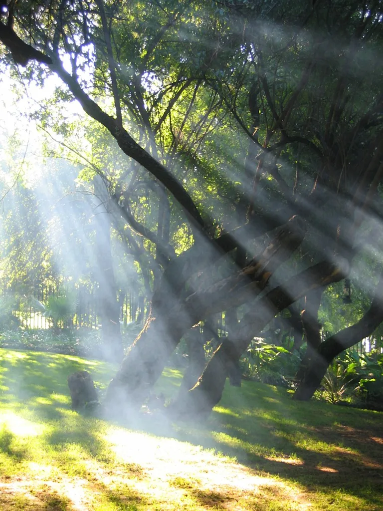 sun-stream-trees.jpg