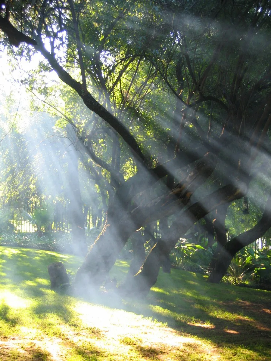 sun-stream-trees.jpg