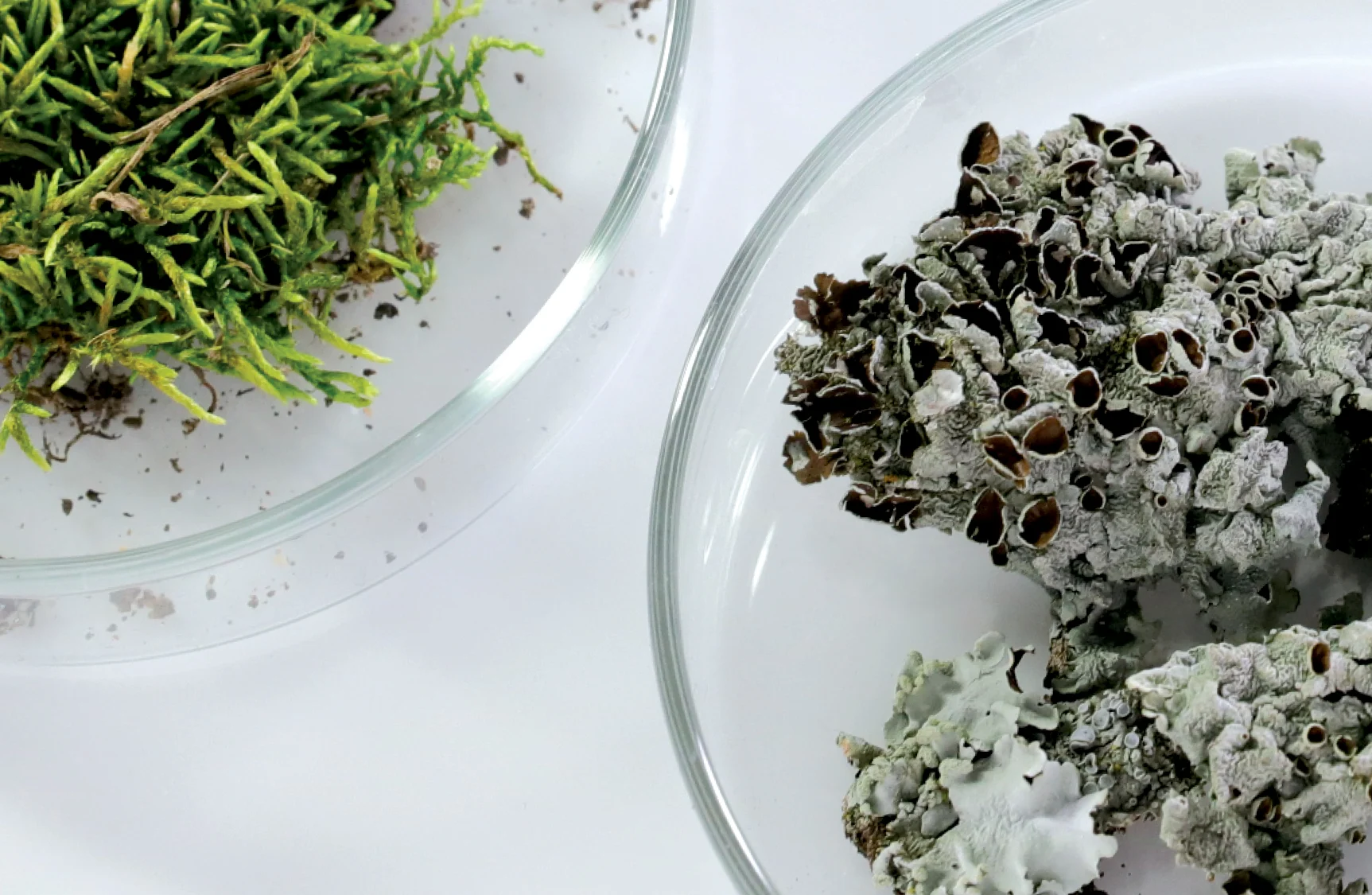 freeze_dried_samples.jpg