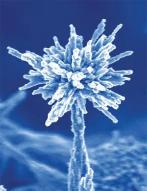 nanotreelg.jpg