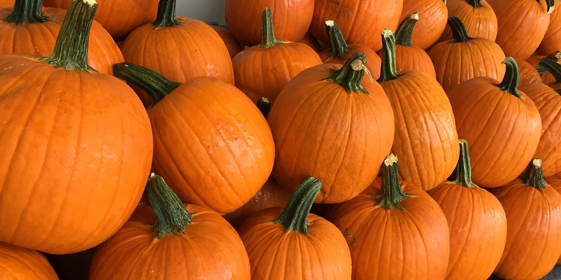 pumpkins.jpg