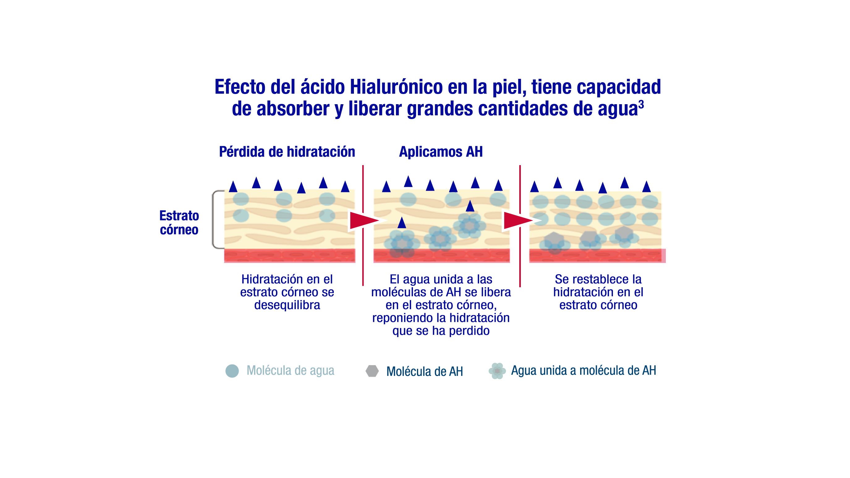 Acido hialuronico mecanismo de accion 0
