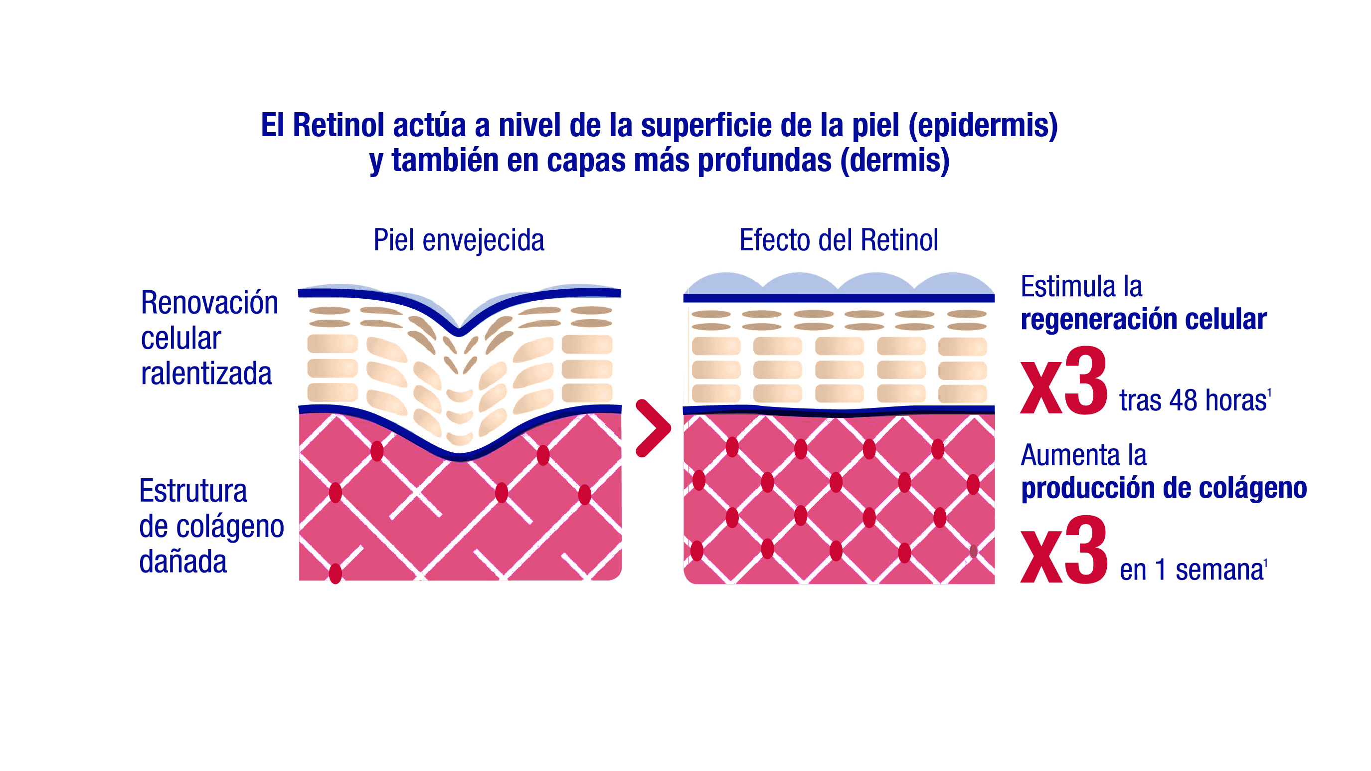 retinol mecanismo de accion 0
