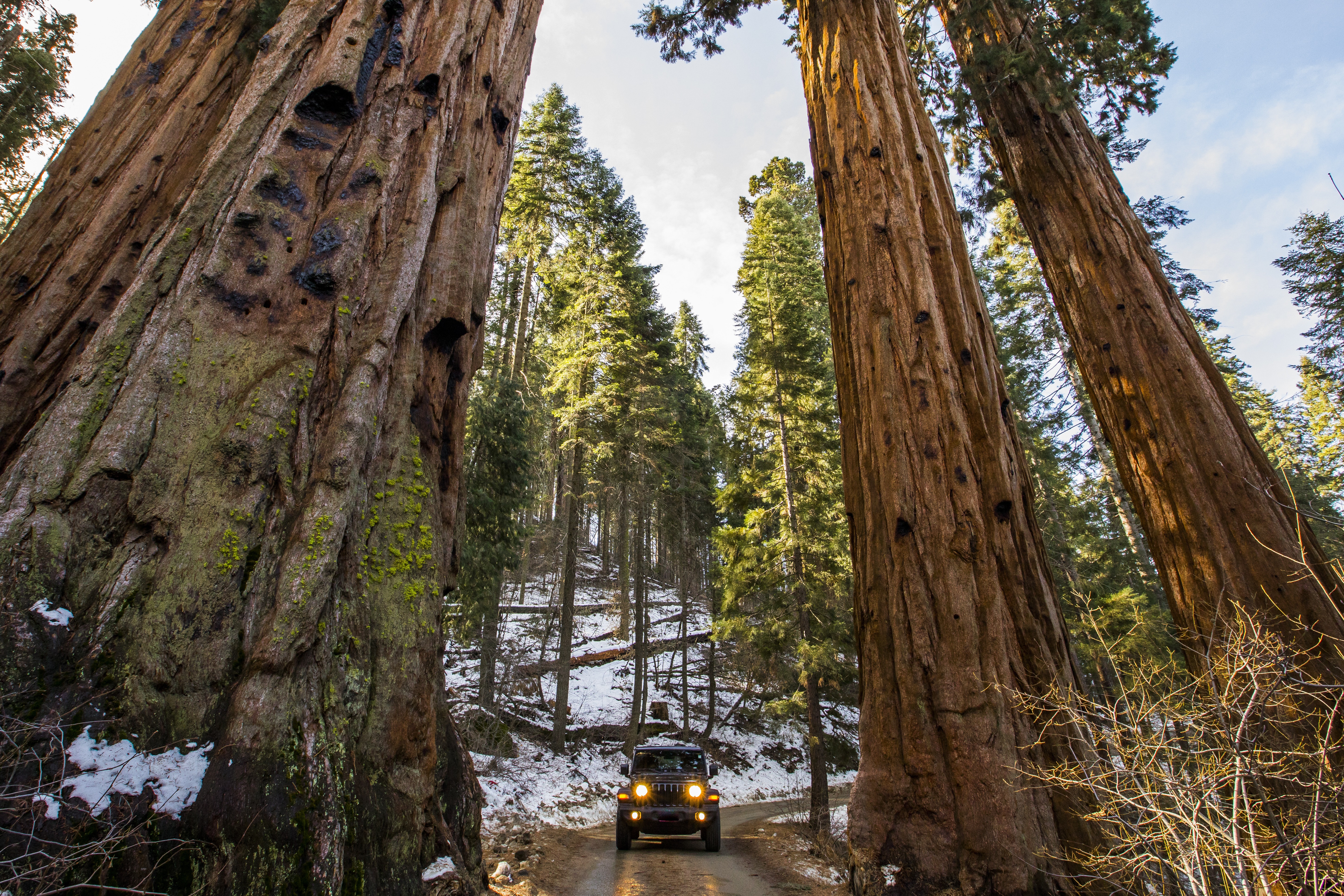 Jeep in Sequoias
