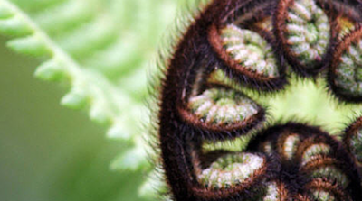 Photo of Te Kohanga Reo o Te Whanau Mana Kakano 