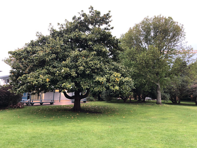 Photo of Kauri Kids East Coast Bays