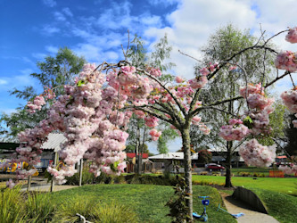 Photo of Te Ara Metua Punanga Reo Kuki Airani