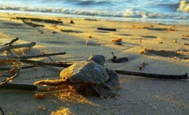 tortue-luth-plage-hattes-guyane