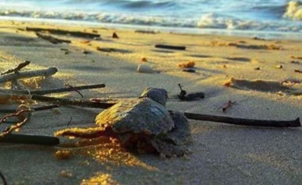 tortue-luth-plage-hattes-guyane