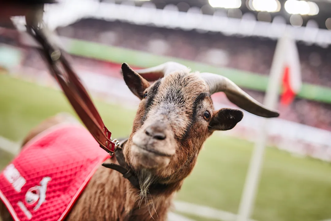 Hennes VIII. - August 2008 bis August 2019