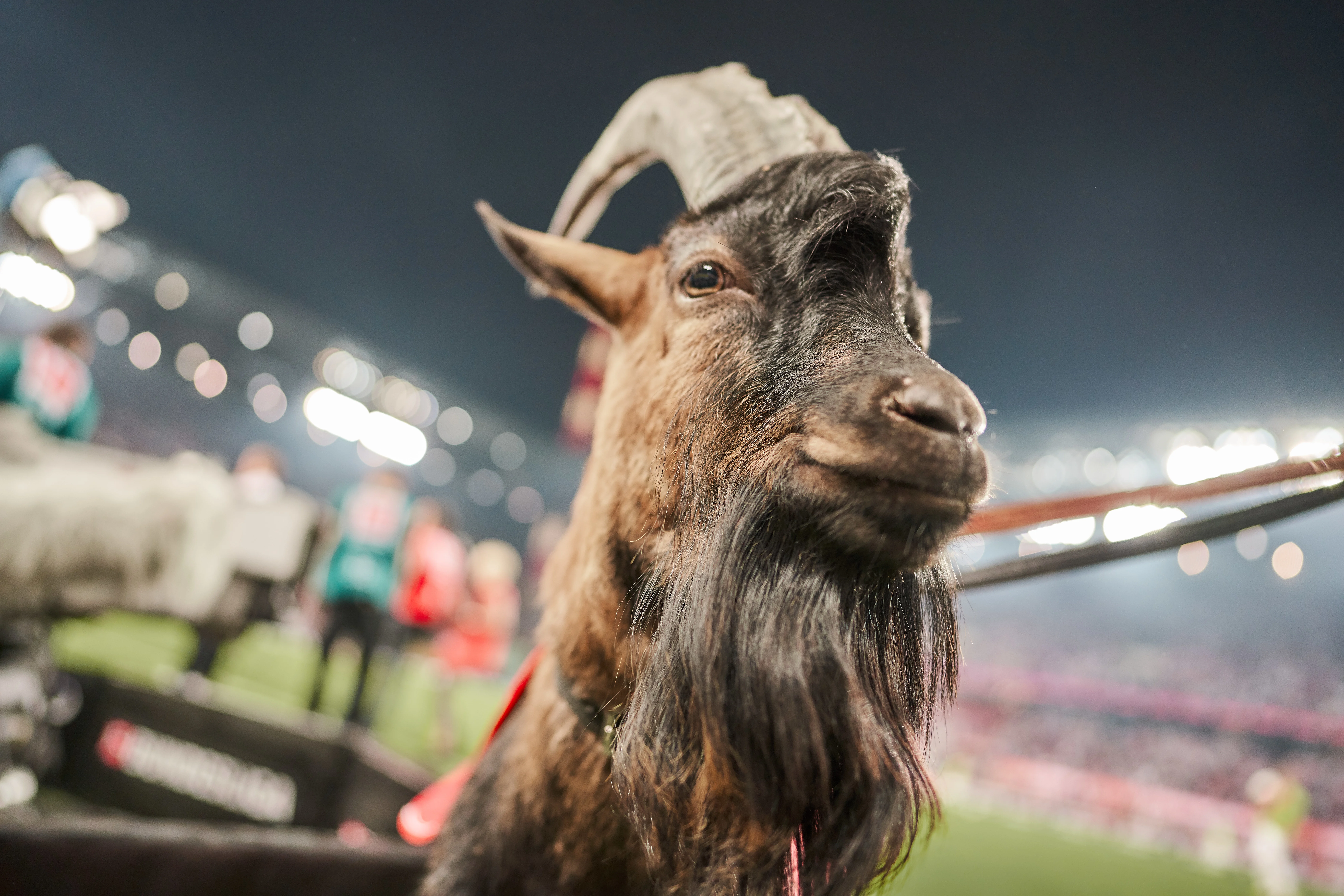 Hennes_20190823_reneschiffer.de_fc-bvb_0184.jpg