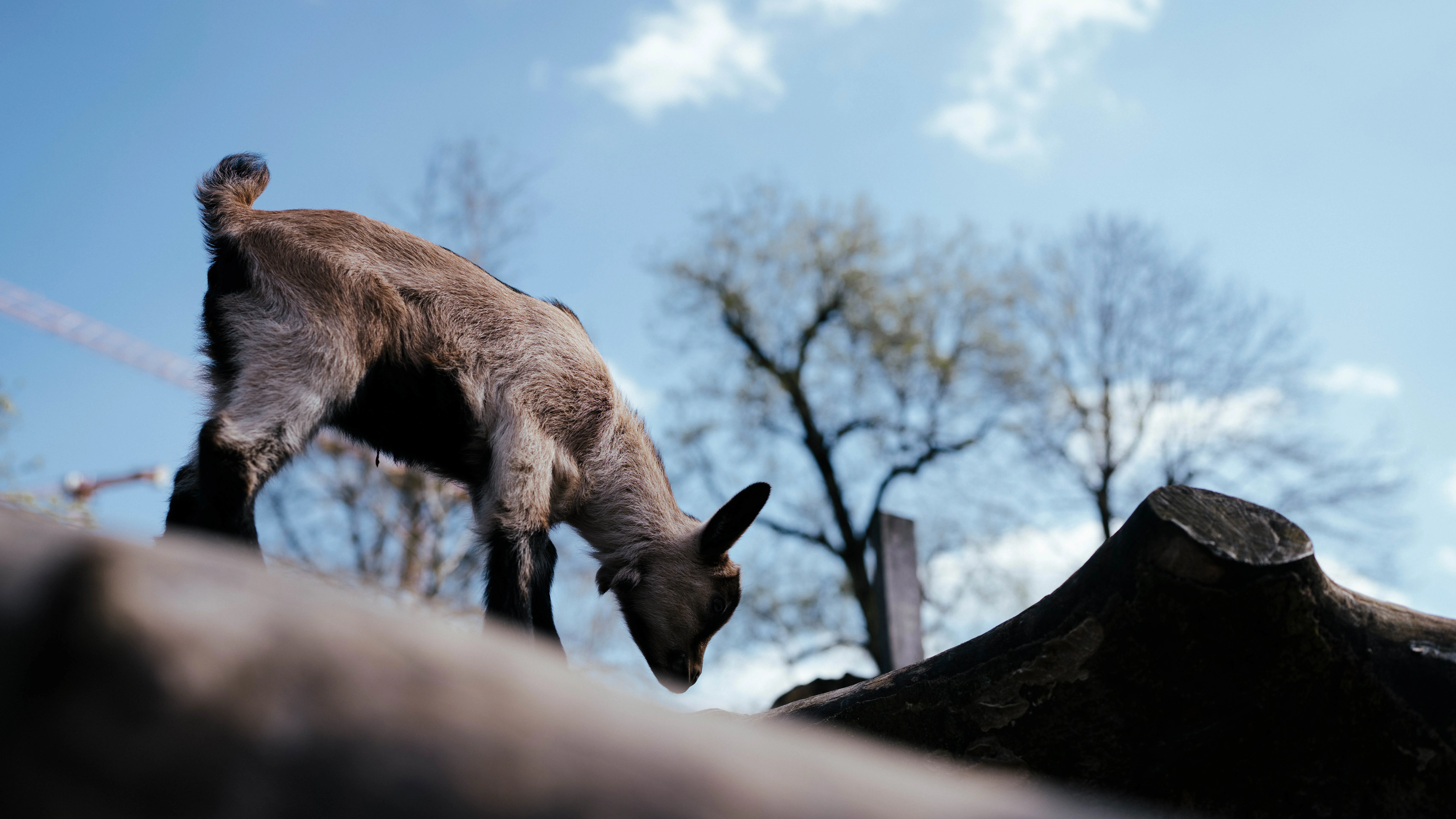 Hennes_Nachwuchs_Anriss_Web.jpg