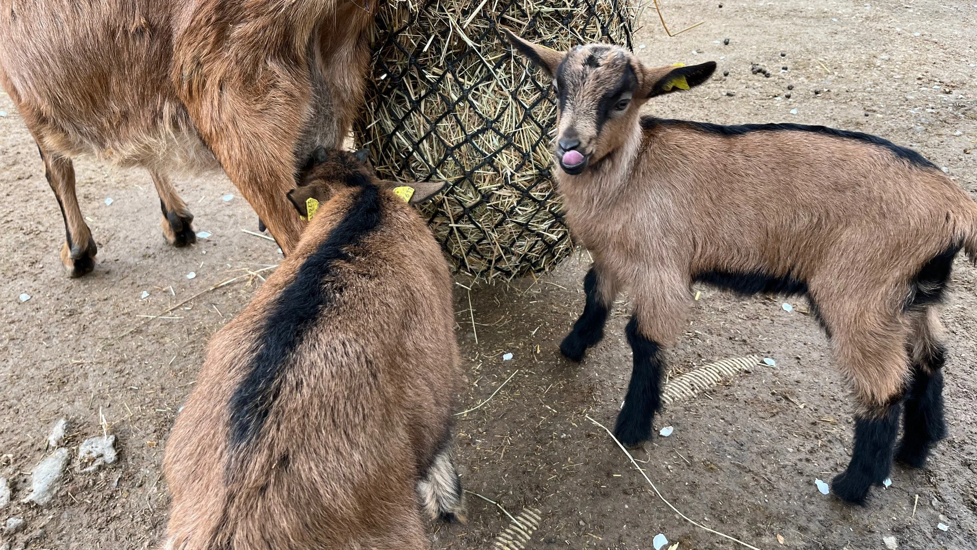 20250418 Hennes-Nachwuchs.jpg