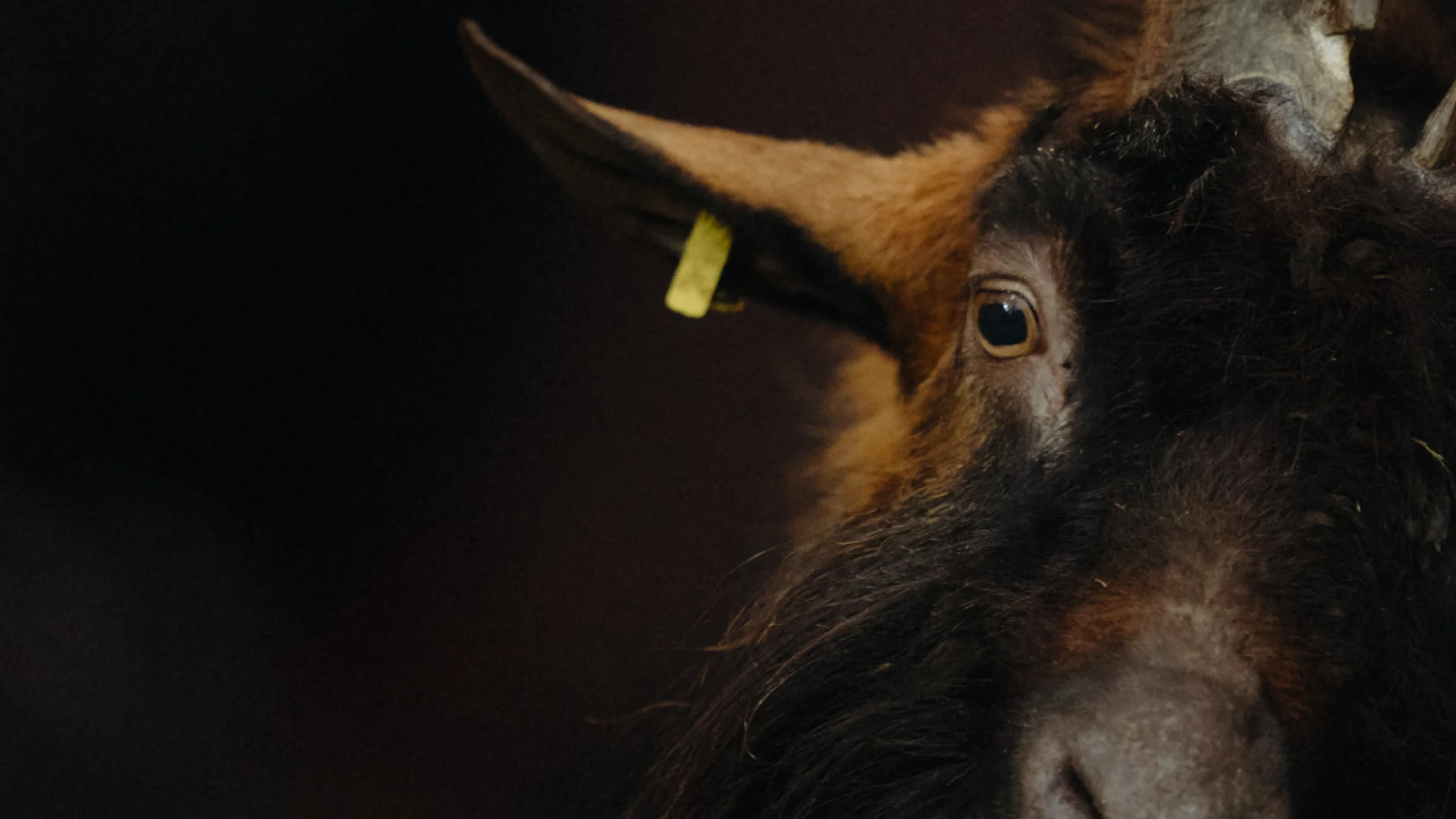 1920x1080px_Hennes.png