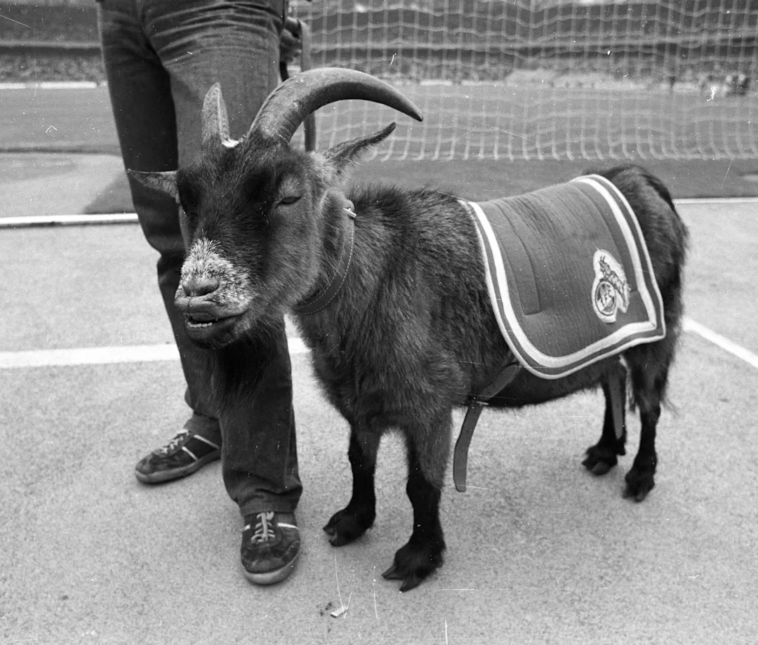 Hennes IV. - August 1975 bis November 1982
