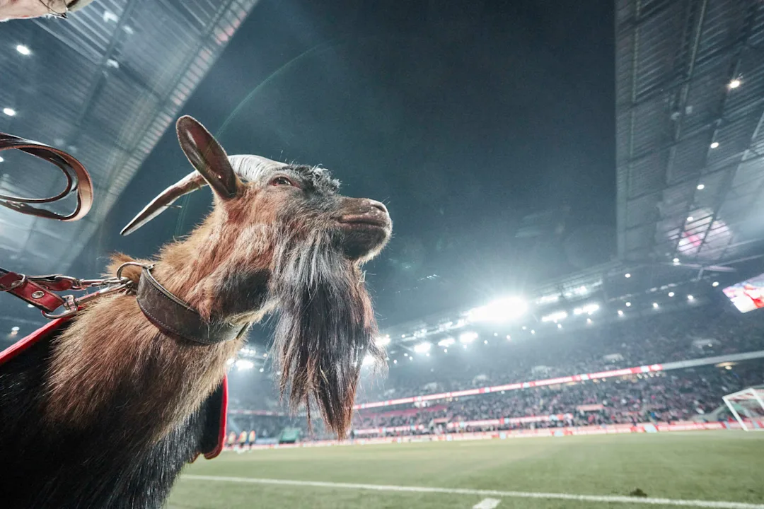Hennes IX. - Seit August 2019