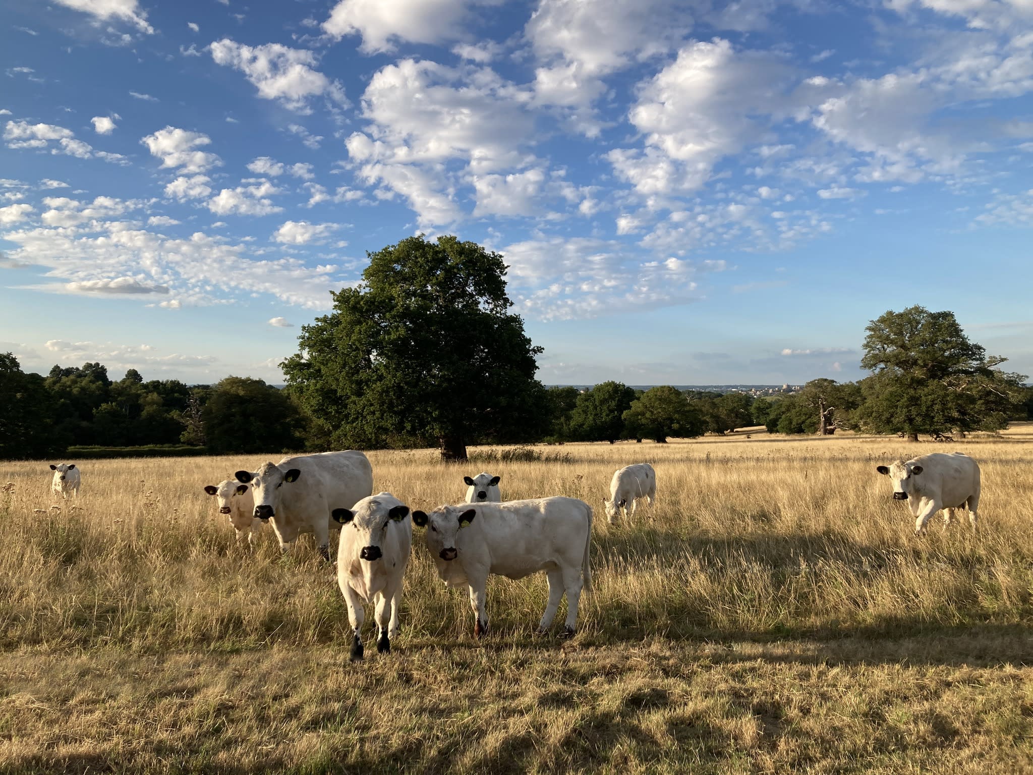 Herd of British White cows in a field