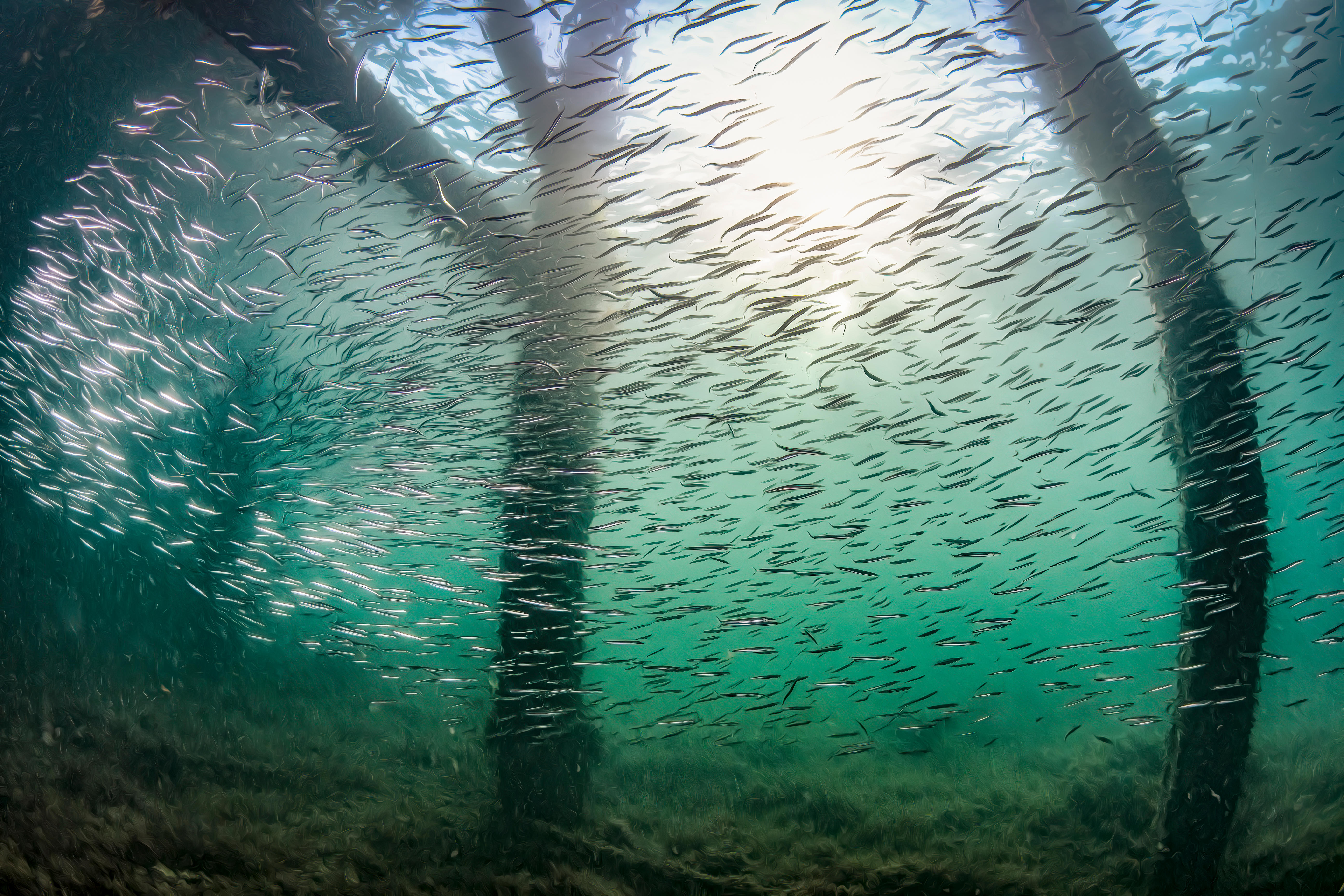 Swanage Pier Swarm, Underwater Photographer of the Year