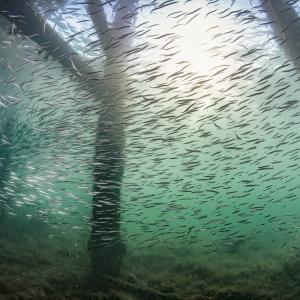 Swanage Pier Swarm, Underwater Photographer of the Year